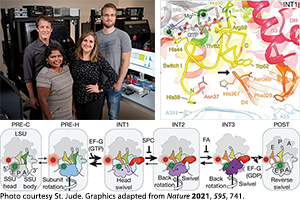 TPCB student Emily Rundlet, TPCB faculty member Prof. Scott Blanchard, and coworkers and images of translocation in the ribosome