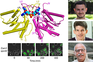 TPCB student Christian Baca and TPCB faculty members Prof. Luciano Marraffini and Prof. Dinshaw Patel, and images of proteins involved in novel mechanism of bacterial immunity to viruses.