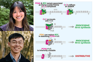 TPCB student Gabriella Chua and TPCB faculty member Shixin Liu